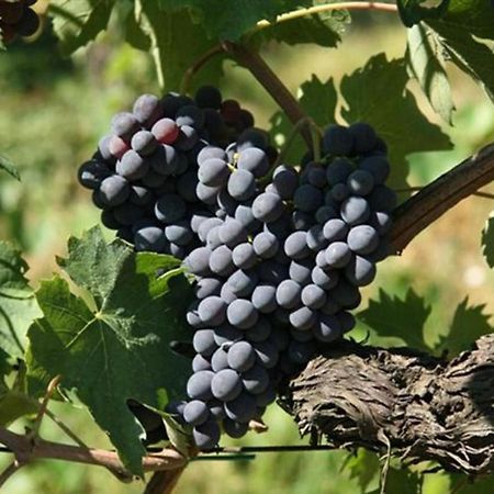 Agriturismo Fattoria Il Piano - Appartamento Focolare - Σαν Τζιμινιάνο Εξωτερικό φωτογραφία